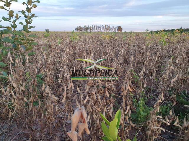 Fazenda para Venda em Mambaí - 5